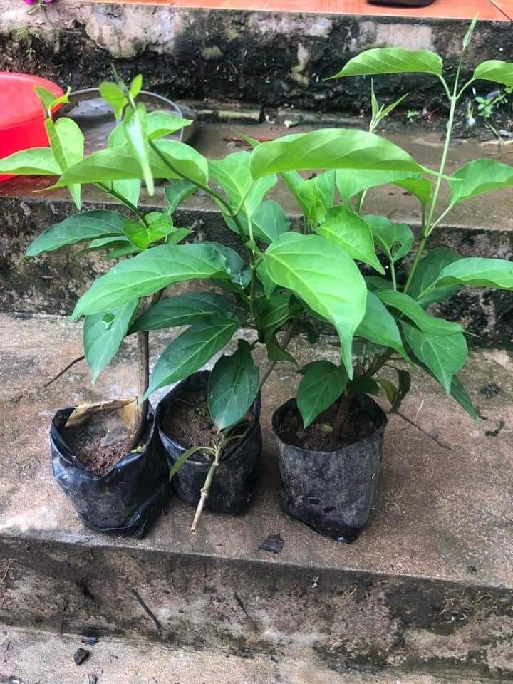 [Medicinal Plant] Combo 3 Soup Spoon Plants with Large Leaves
