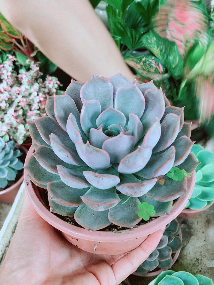 Sen Đá Tím Size Đại