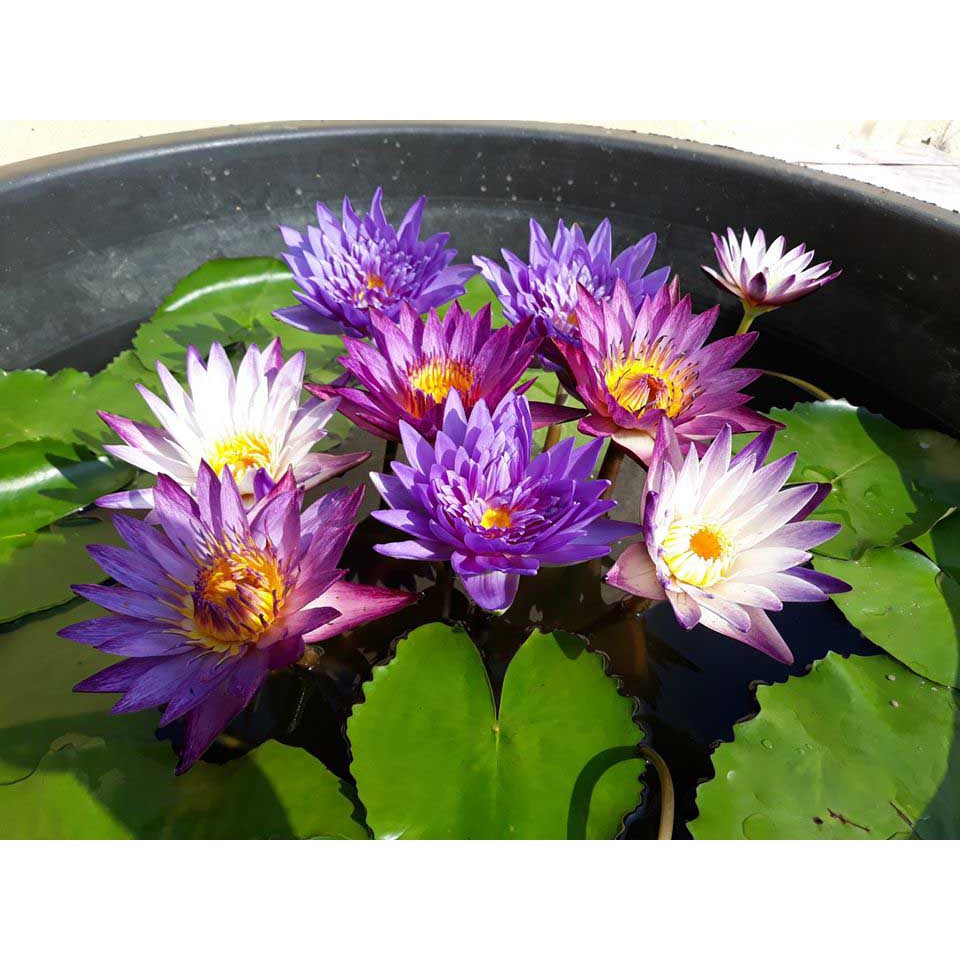 ( RẺ VÔ ĐỊCH)- Cây hoa súng thái màu tím tía