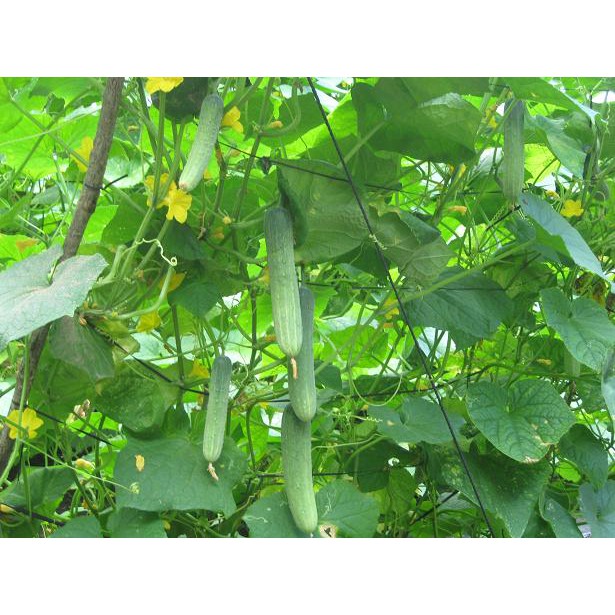 [Seeds] Hạt giống dưa leo lai f1 RD9339, đóng gói 1gr (khoảng 40 hạt)