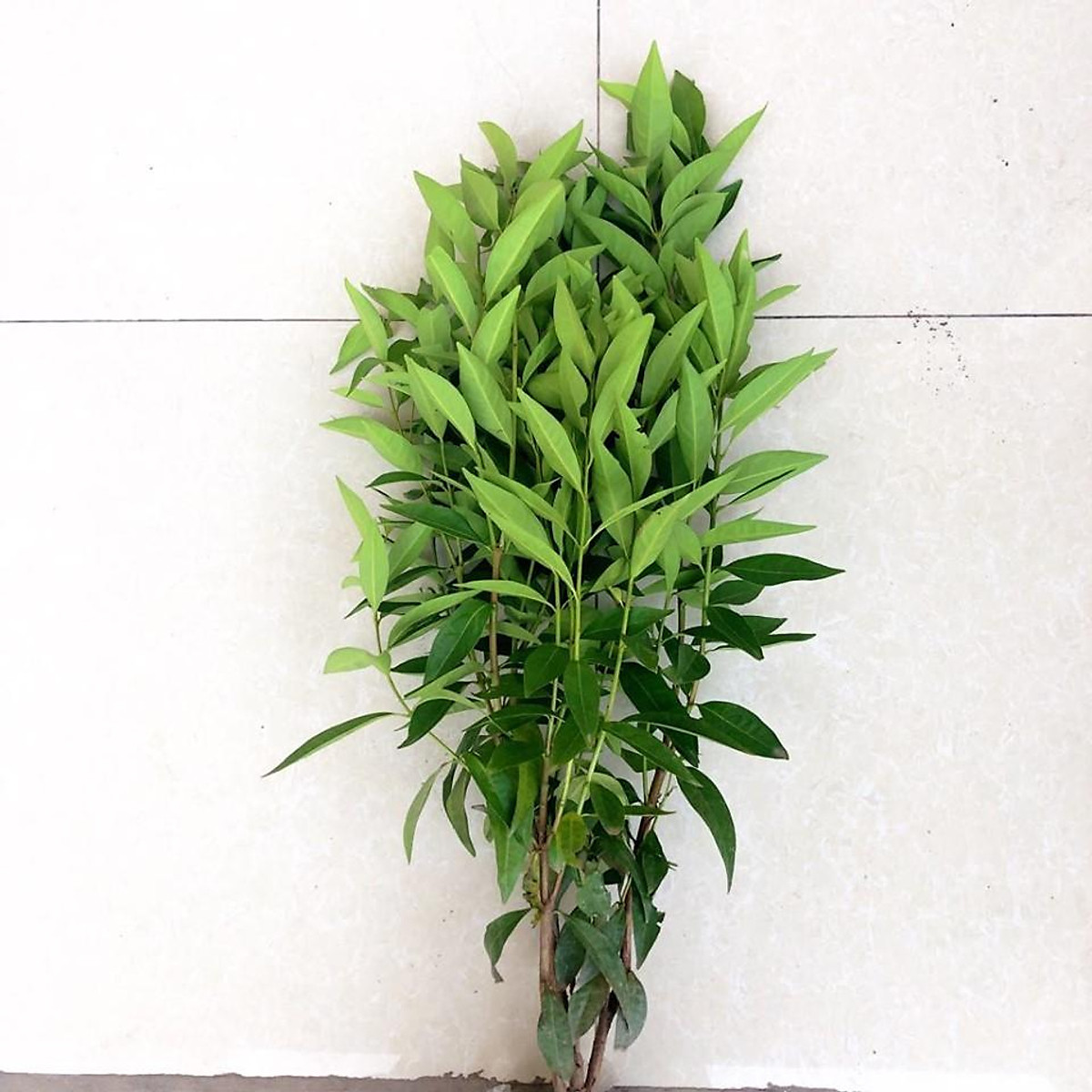 Cây vối nếp - cao m