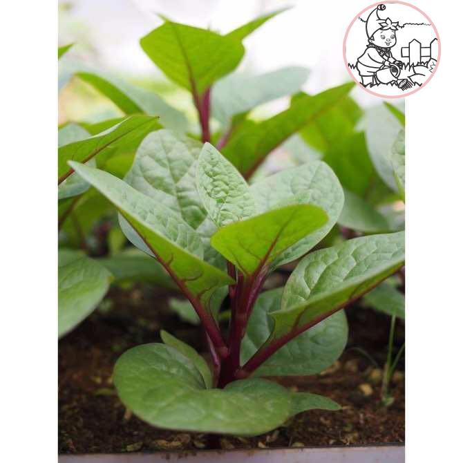 Hạt mồng tơi đỏ - gói 1 gram