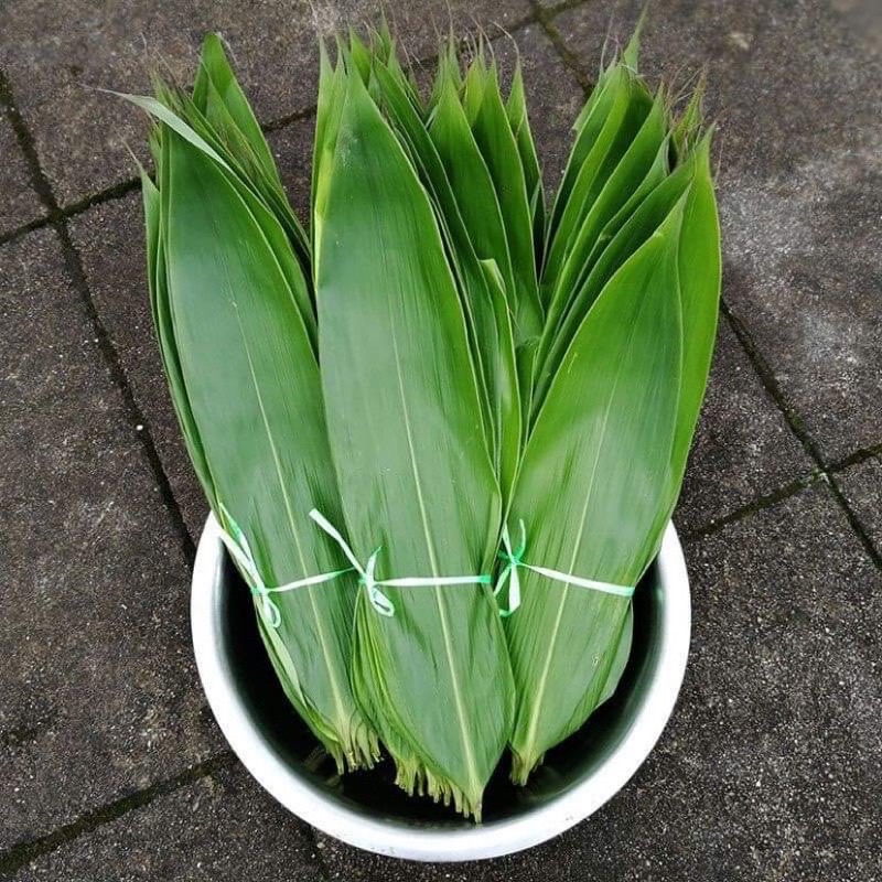 cây chít ,cây đót (gốc giống)