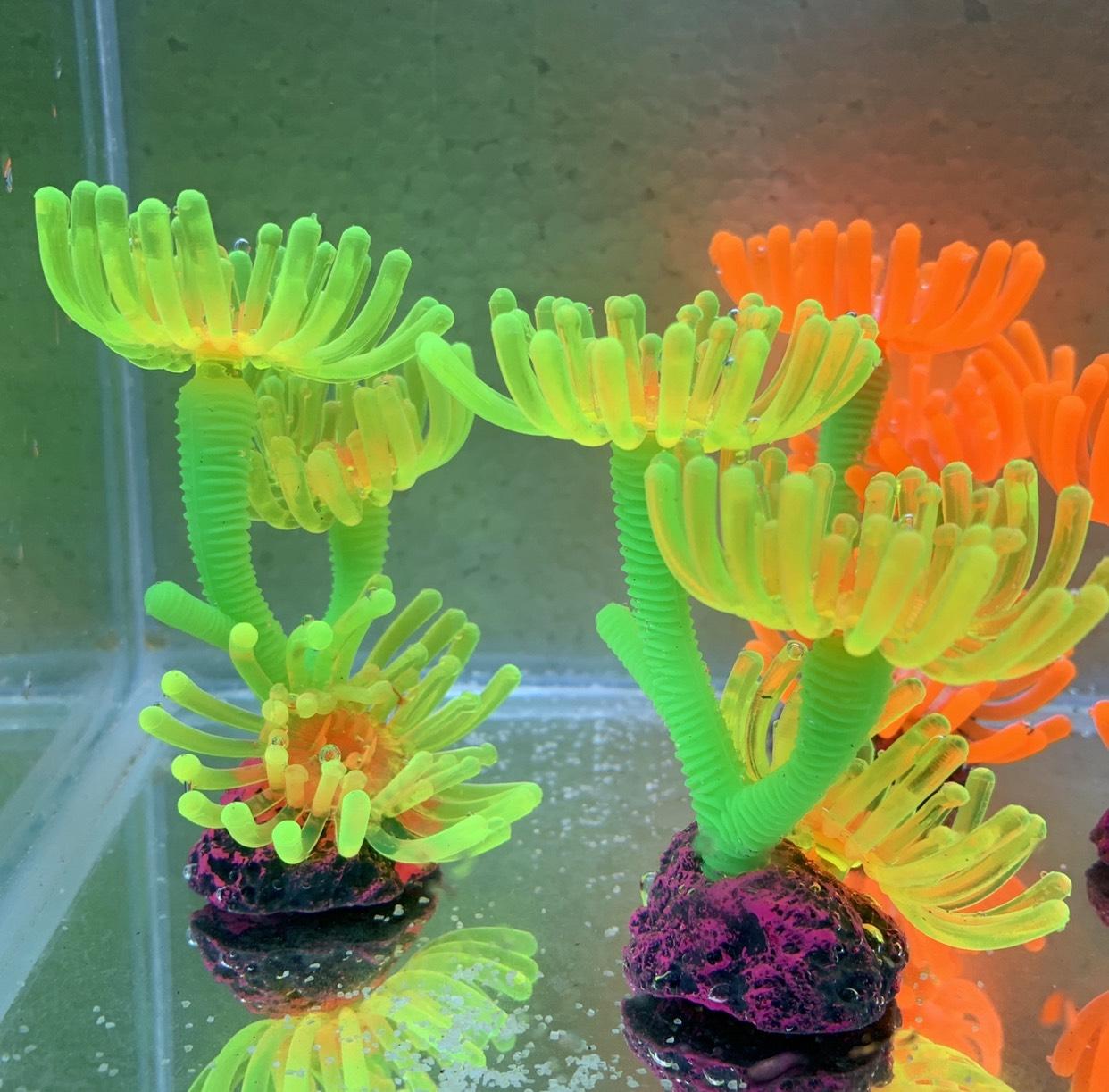 [HCM]{Chọn Màu Ngẫu Nhiên} Cây Hải Qùy Trang Trí Hồ Cá Bể Cá-Hòn Non Bộ..