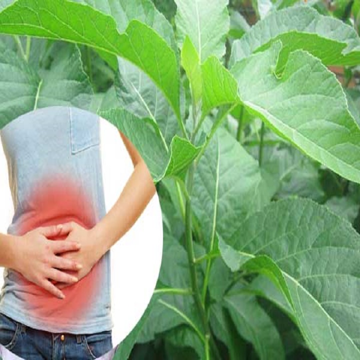 Giống cây mật gấu rất dễ trồng