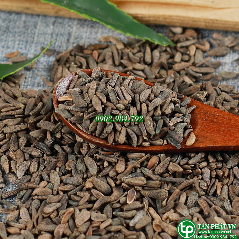 Ngưu bàng tử khô 500g - Thảo Dược Tấn Phát