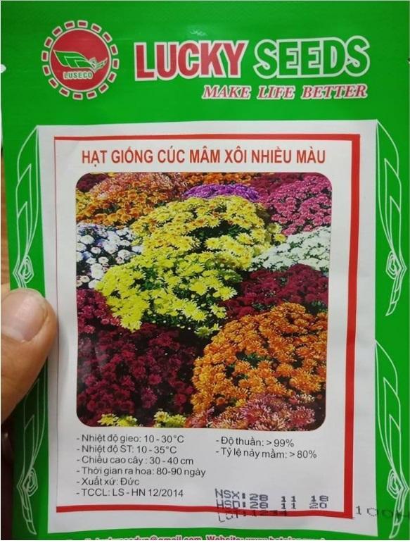 30 Hạt giống hoa Cúc mâm xôi