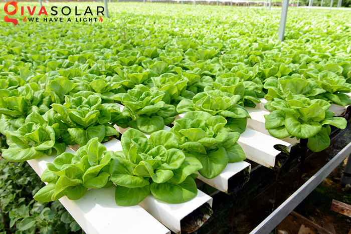Lavalix 100ml hydroponic solution, vegetable hydroponic, easy mixing, for hydroponic vegetables, hydroponic plants, hydroponic plants, hydroponics, plant growing, water drip irrigation system