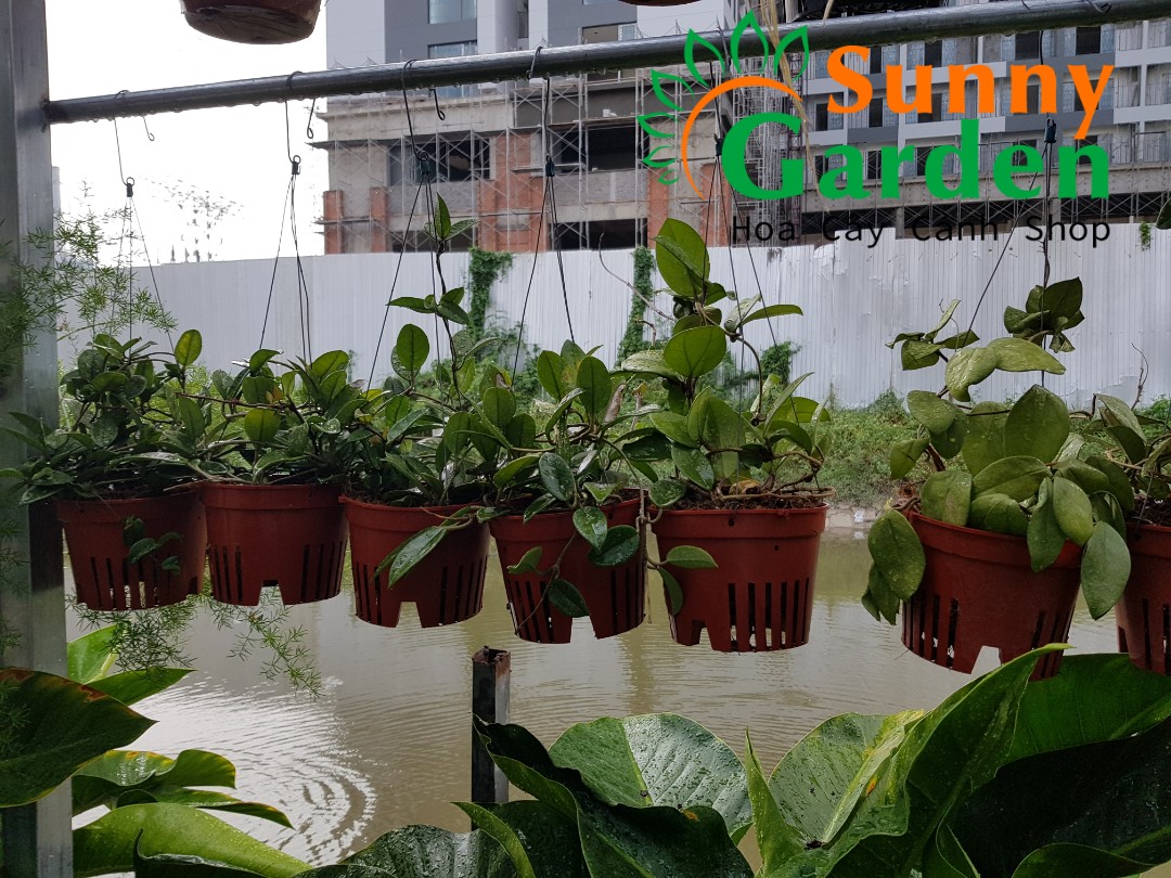 Lan Cẩm Cù ( Hoya Carnosa) - Hoa Lan Chậu Treo