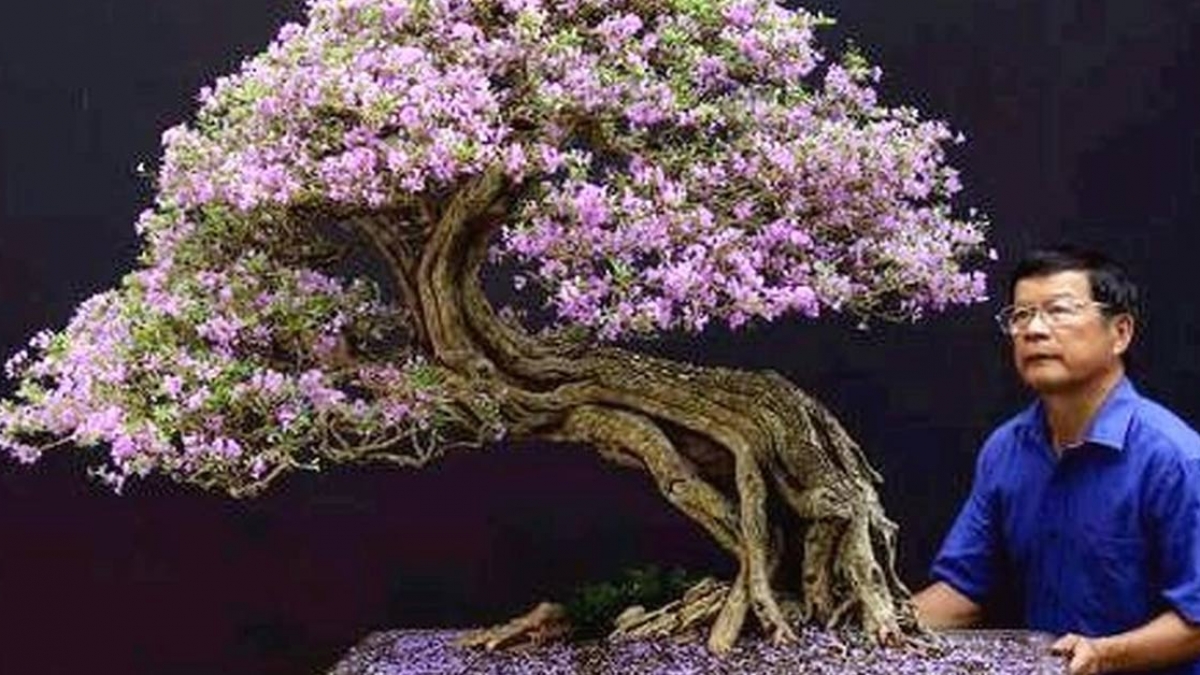 LINH SAM SIÊU BÔNG-GIÚP NÔNG DÂN ĐỔI ĐỜI
