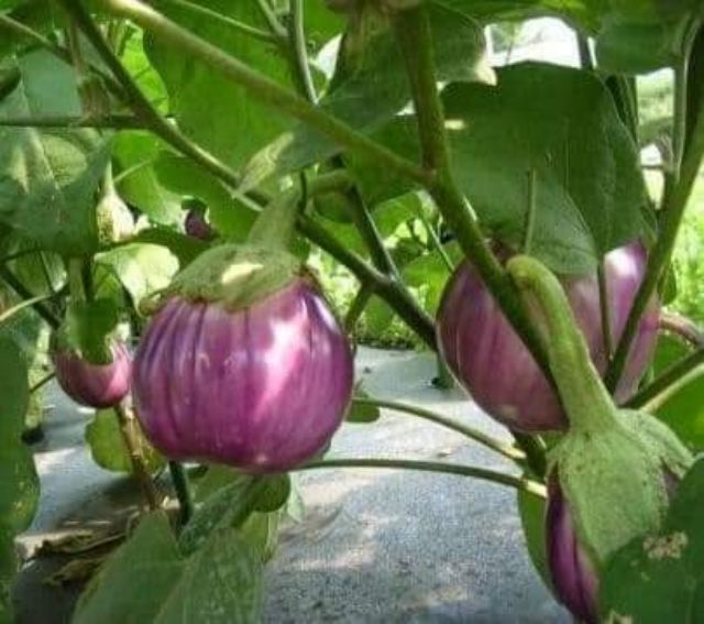 Hạt giống Cà Tím Khía F1 Thái Lan - 0.3gram (135 hạt)