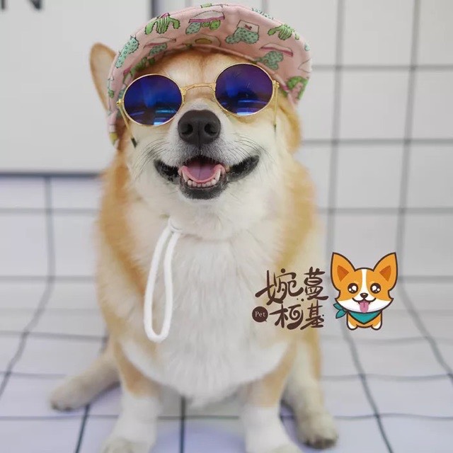 Kính mát cho thú cưng, chó mèo