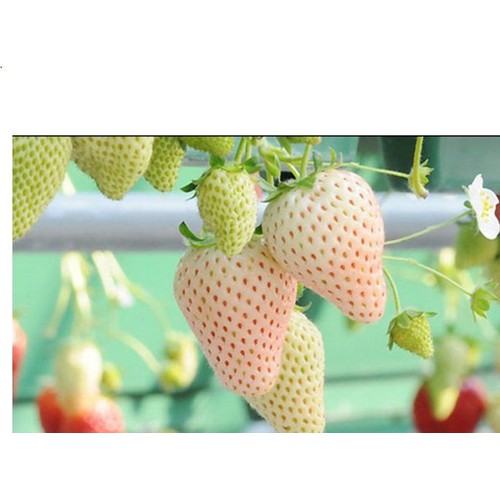 Hạt giống dâu tây trắng chịu nhiệt - 1 gói 100 hạt/ ( TẶNG gói kích thích hỗ trợ hạt nảy mầm)