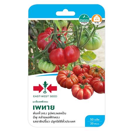 Hạt Giống Cà Chua Bí Ngô ( Pumkin Tomato Seed)