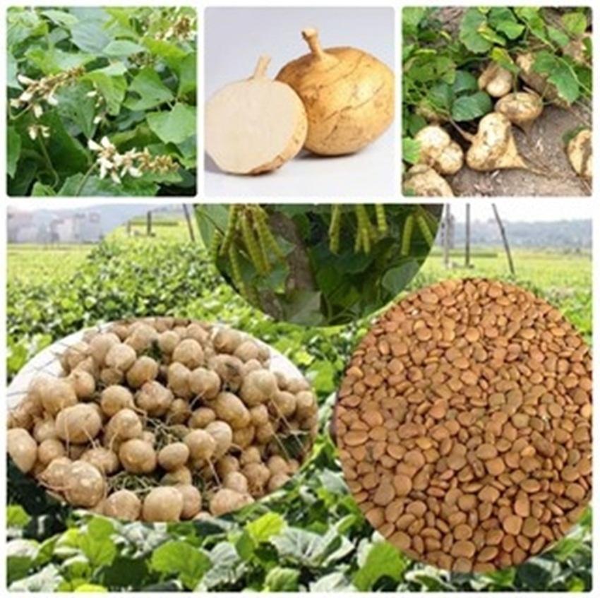 20 Hạt giống Củ đậu