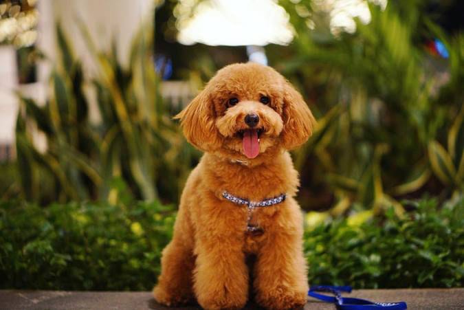 Tông đơ cao cấp 4in1 dành cho thú cưng