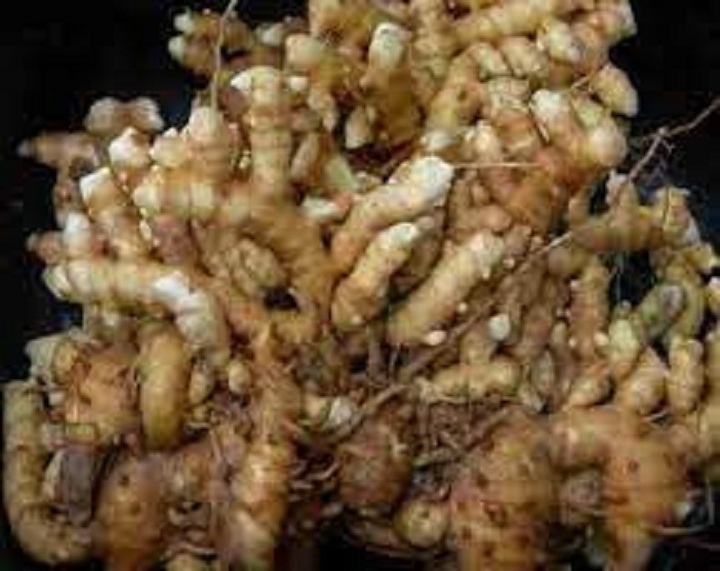 Củ gừng gió  tuoi 500g
