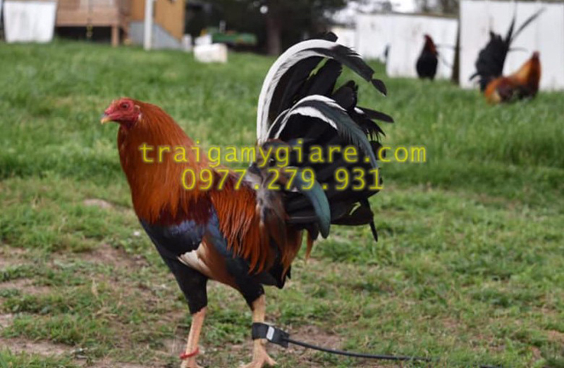 10 trứng gà Asil Mỹ
