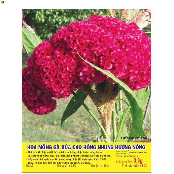 Hạt hoa mồng gà búa cao màu hồng nhung - gói 0,3 gram