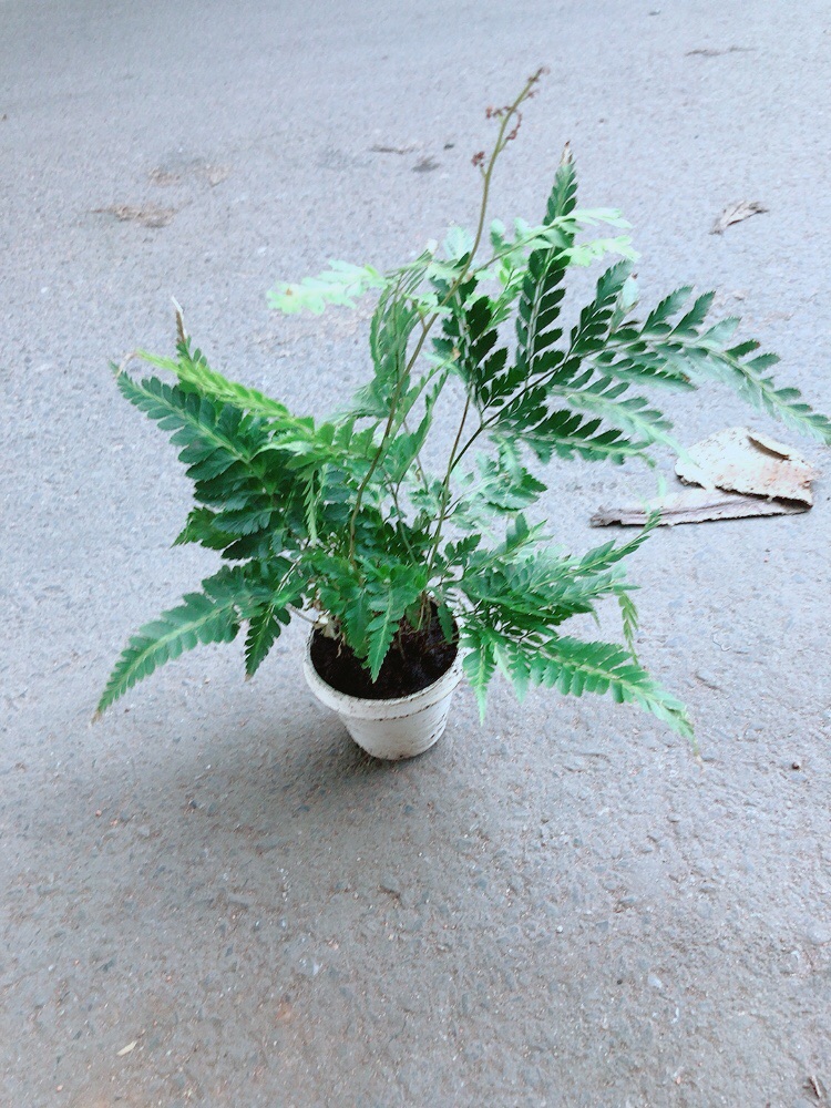 Cây Dương Sỉ