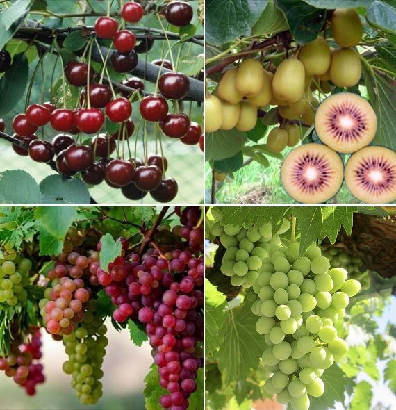 Combo 4 Gói Hạt Giống Cây Ăn Trái ( Nho Xanh + Cherry + Kiwi + Nho Leo Pháp )