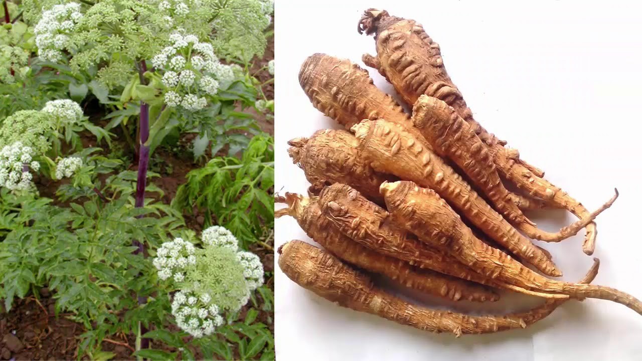 Hạt giống Bạch chỉ -cây dược liệu - 50 hạt/gói