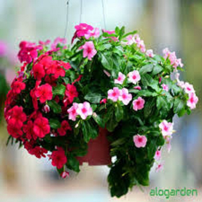 CHẬU HOA DỪA CẠN SIÊU ĐẸP