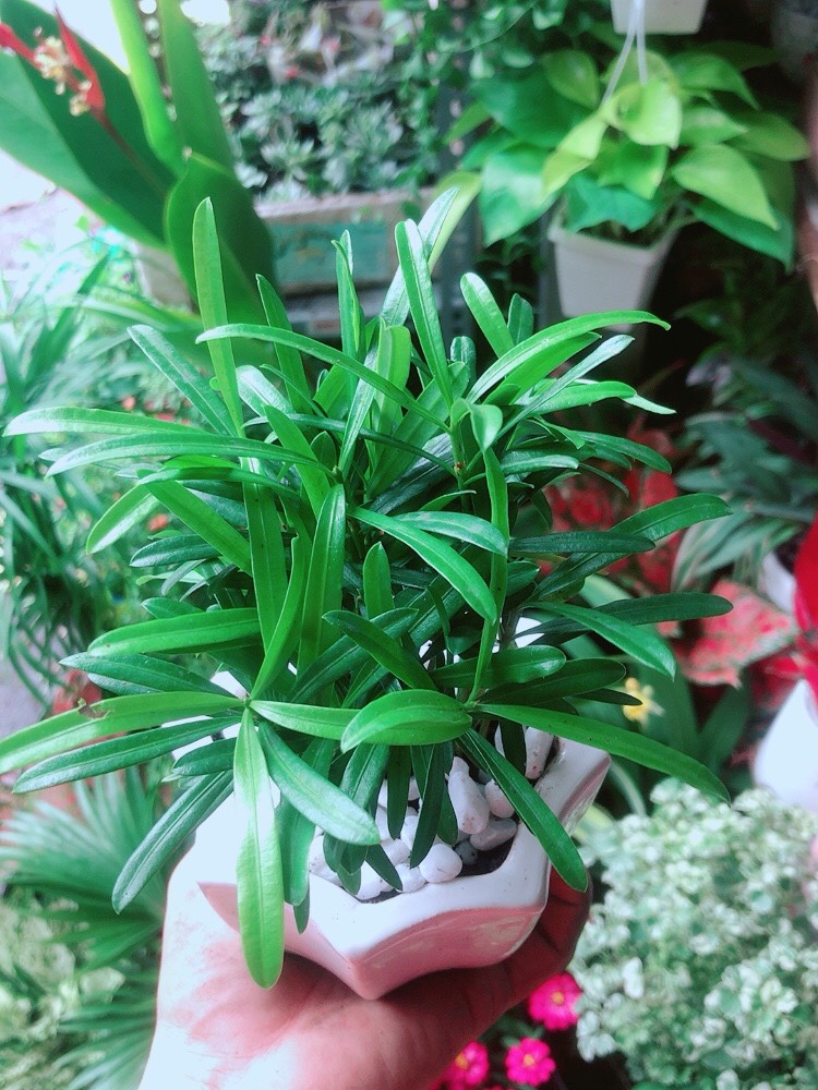 [HCM]Chậu Cây Tùng Vạn Niên