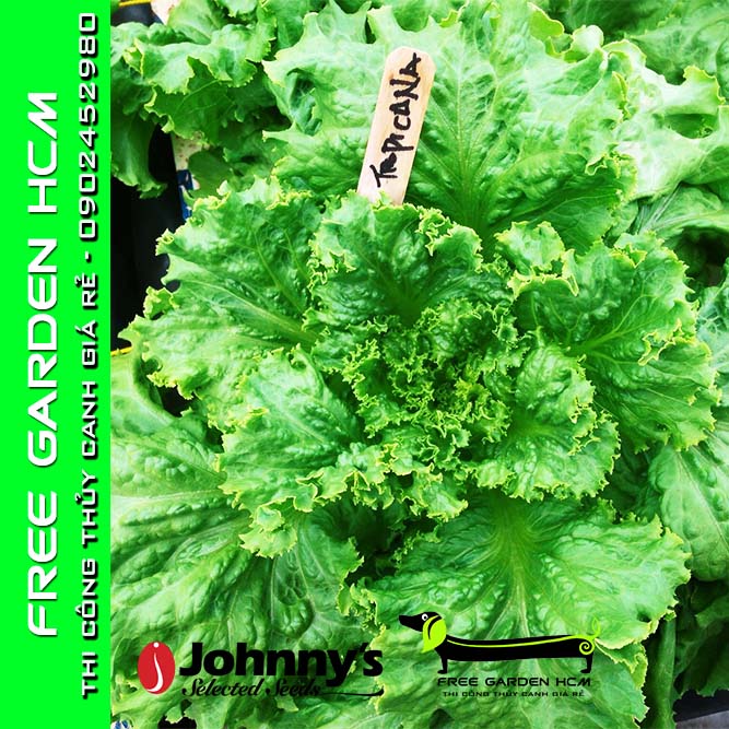 COMBO 200 HẠT GIỐNG XÀ LÁCH TROPICANA (nhiệt đới) BỌC MEN – Johnny’s Seed – Mỹ