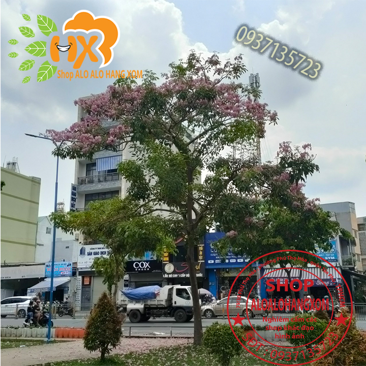 cây kèn hồng cây giống -combo 5 cây