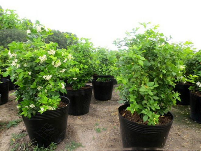 Cây Nguyệt Quế, cây giống gửi đi nguyên bầu