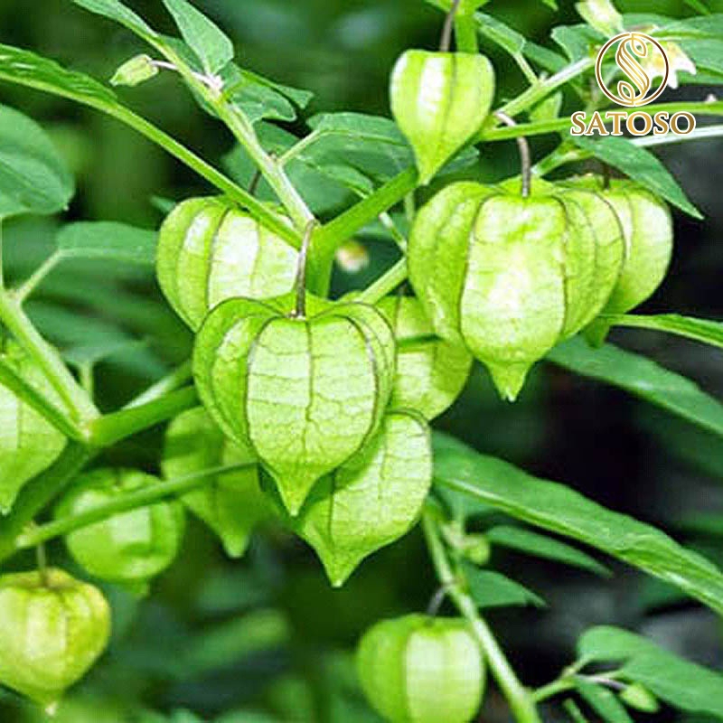 Satoso dried tuer for 1kg package