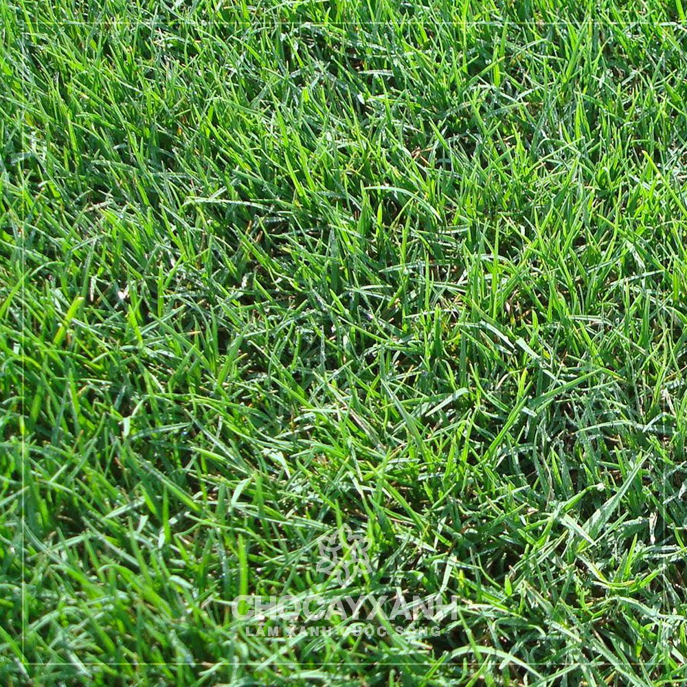 Hạt giống cỏ BARMUDA (cỏ gà) - cỏ thảm 500g