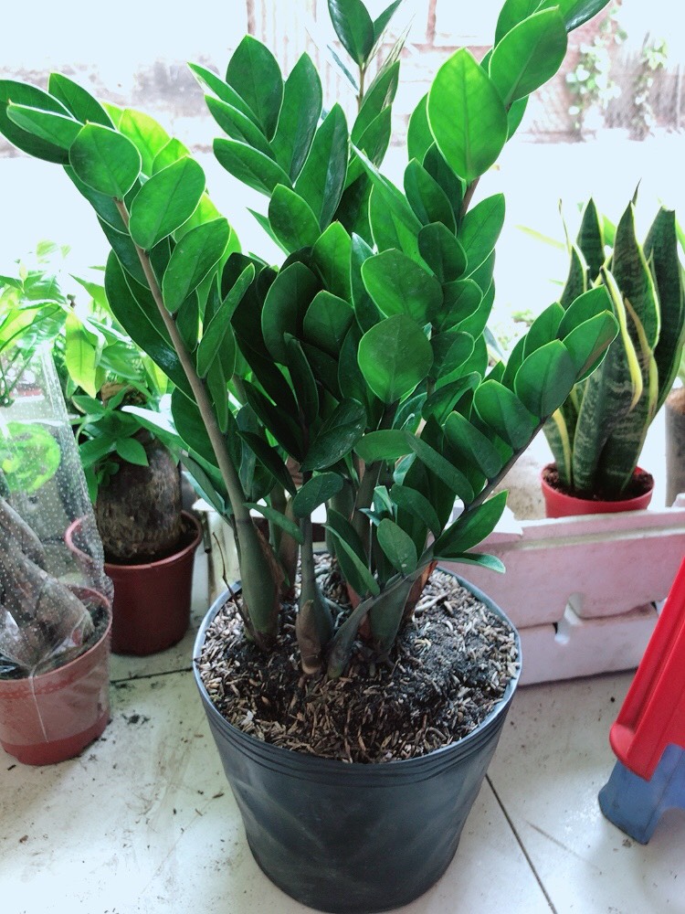 [HCM]Cây Kim Tiền Lớn Cao 50cm