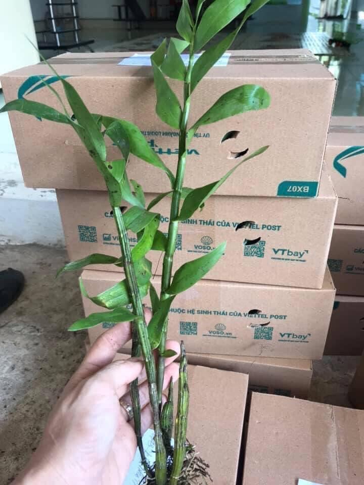 Hoa Lan đại Mỹ nhân(1 khóm) qq