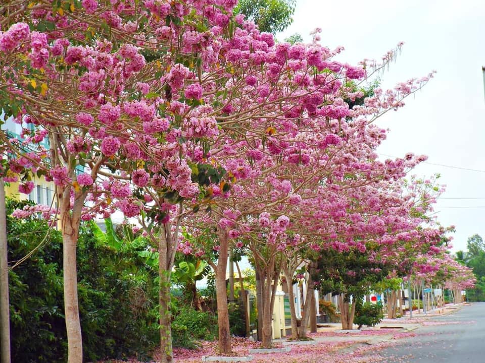 CÂY GIỐNG HOA MỸ NHÂN