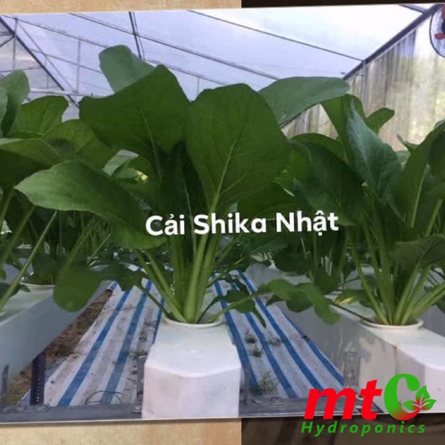 [HCM]Hạt Giống Cải Nhật SHIKA-F1