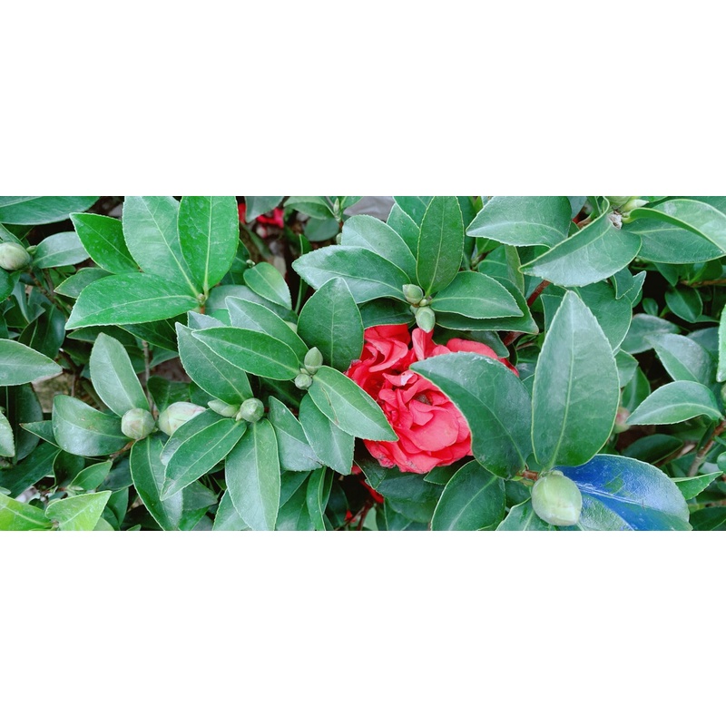 Cây Hoa Trà My Hoa Đỏ Size Nhỏ