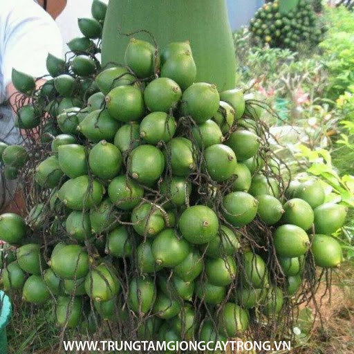 CAU LÙN - CAU TỨ QUÝ( cau lấy quả ăn trầu)