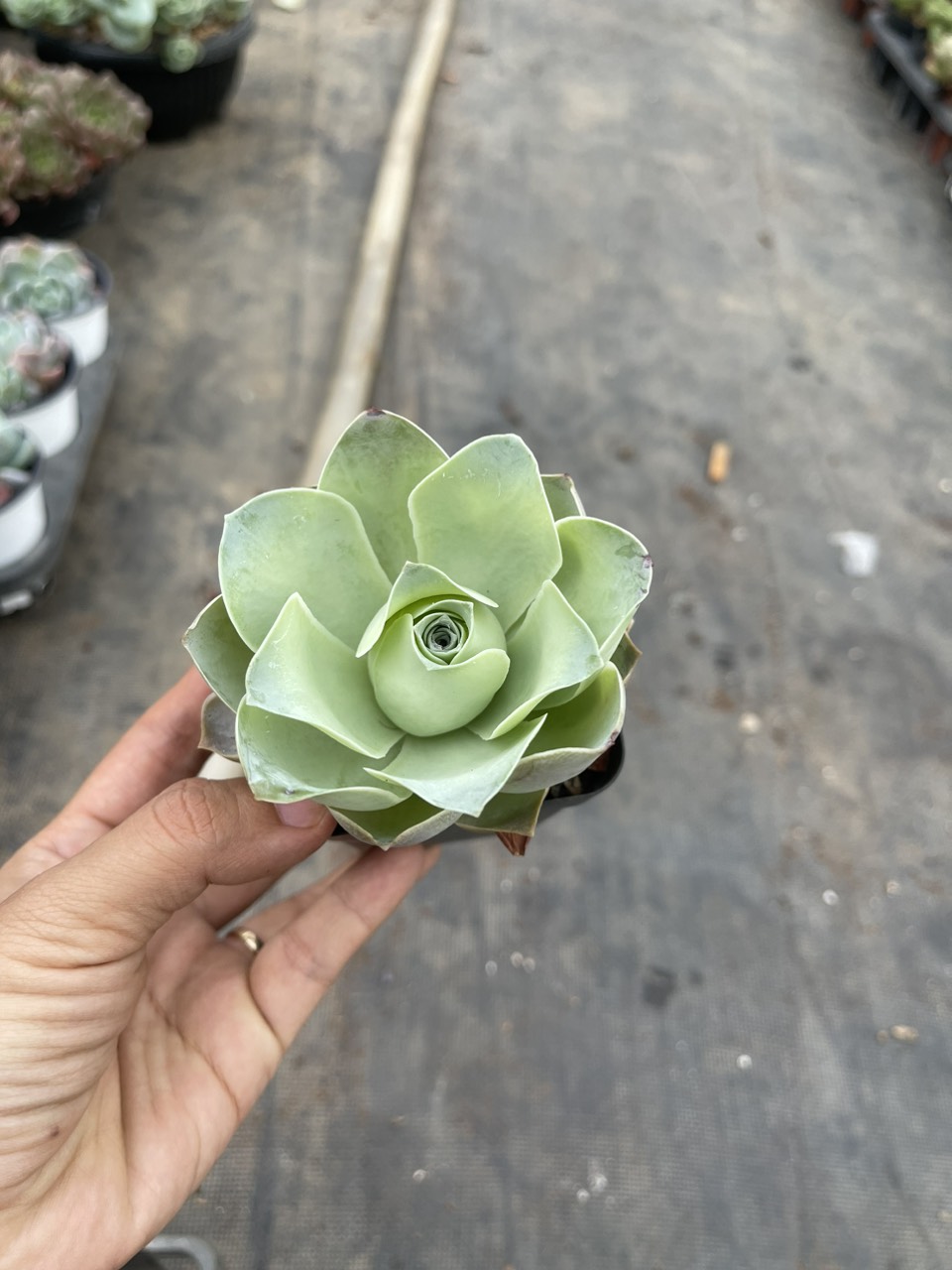 Chậu sen đá hoa hồng - Greenovia