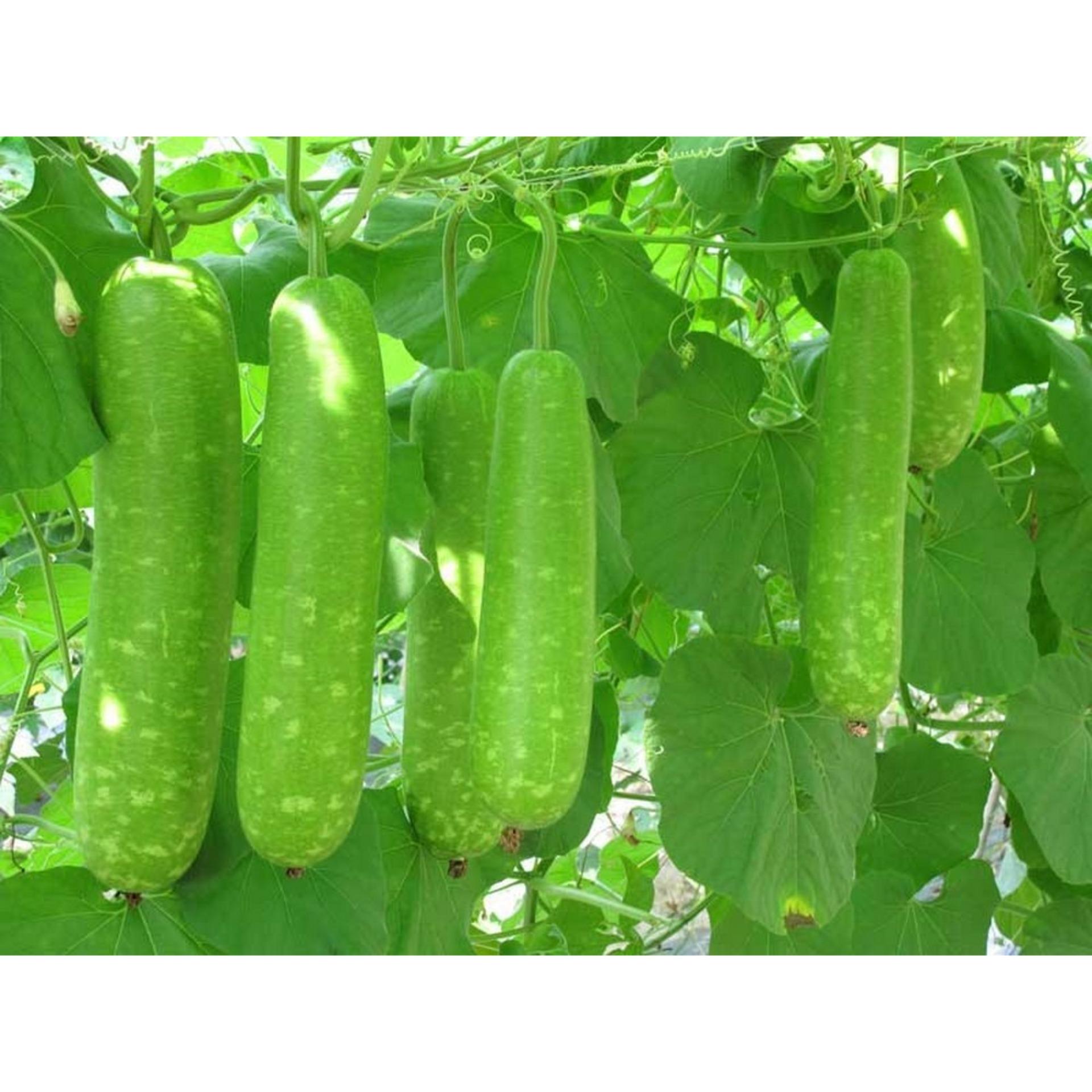 10 Hạt giống Bầu sao F1 (tặng Kích nẩy mầm, Hướng dẫn ươm)