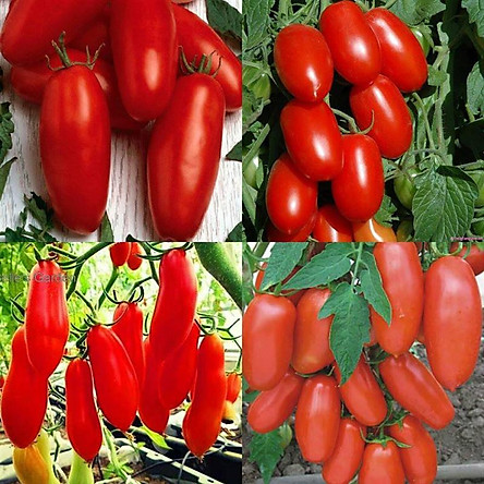 Hạt giống cà chua trái dài- 20 hạt