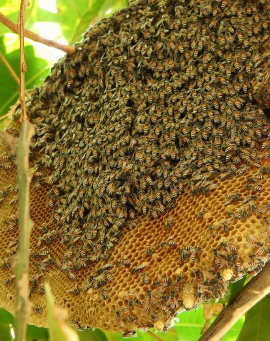 Mật ong rừng nguyên chất