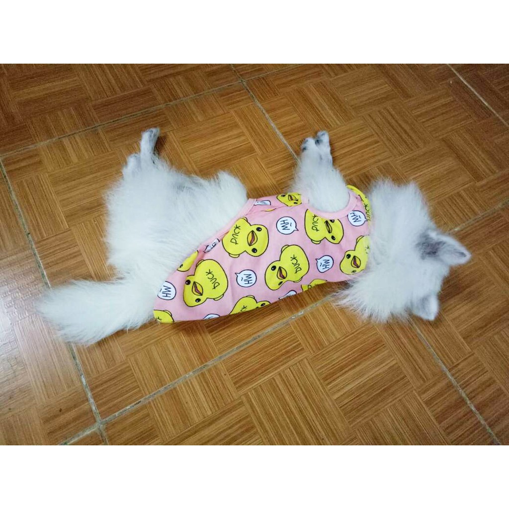 ???? ÁO CHÓ MÈO HÌNH VỊT CUTE