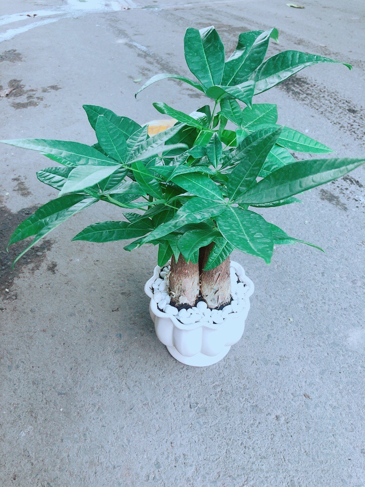 Chậu Kim Ngân 3 Thân Size Lớn