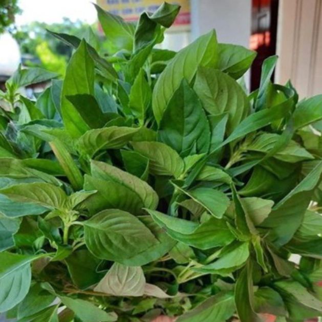 Hạt Giống Rau Thơm Sả (Rau É Trắng) Dễ Trồng, Thơm Ngon (2gr)