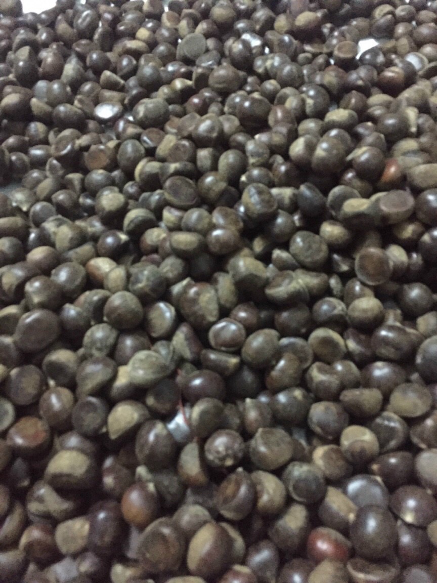 [HCM]Hạt dẻ sống loại 1 kg “Lào cai “