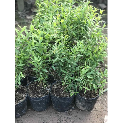 Cây giống LỰU ĐỎ