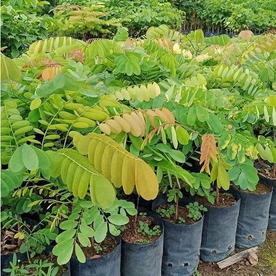 Cây giống Cẩm Lai đỏ