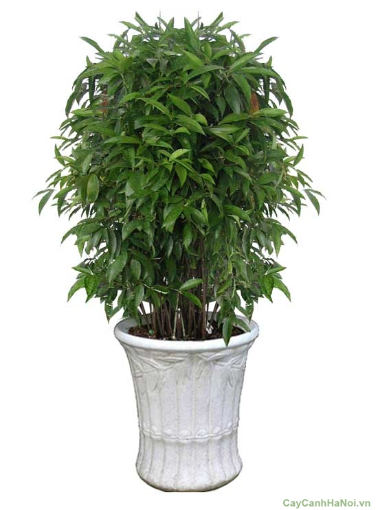 cây trúc nhật chậu